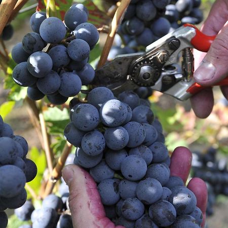 Ferienweingut Arnold Fuhrmann & Sohn Hotel Ellenz-Poltersdorf Eksteriør billede