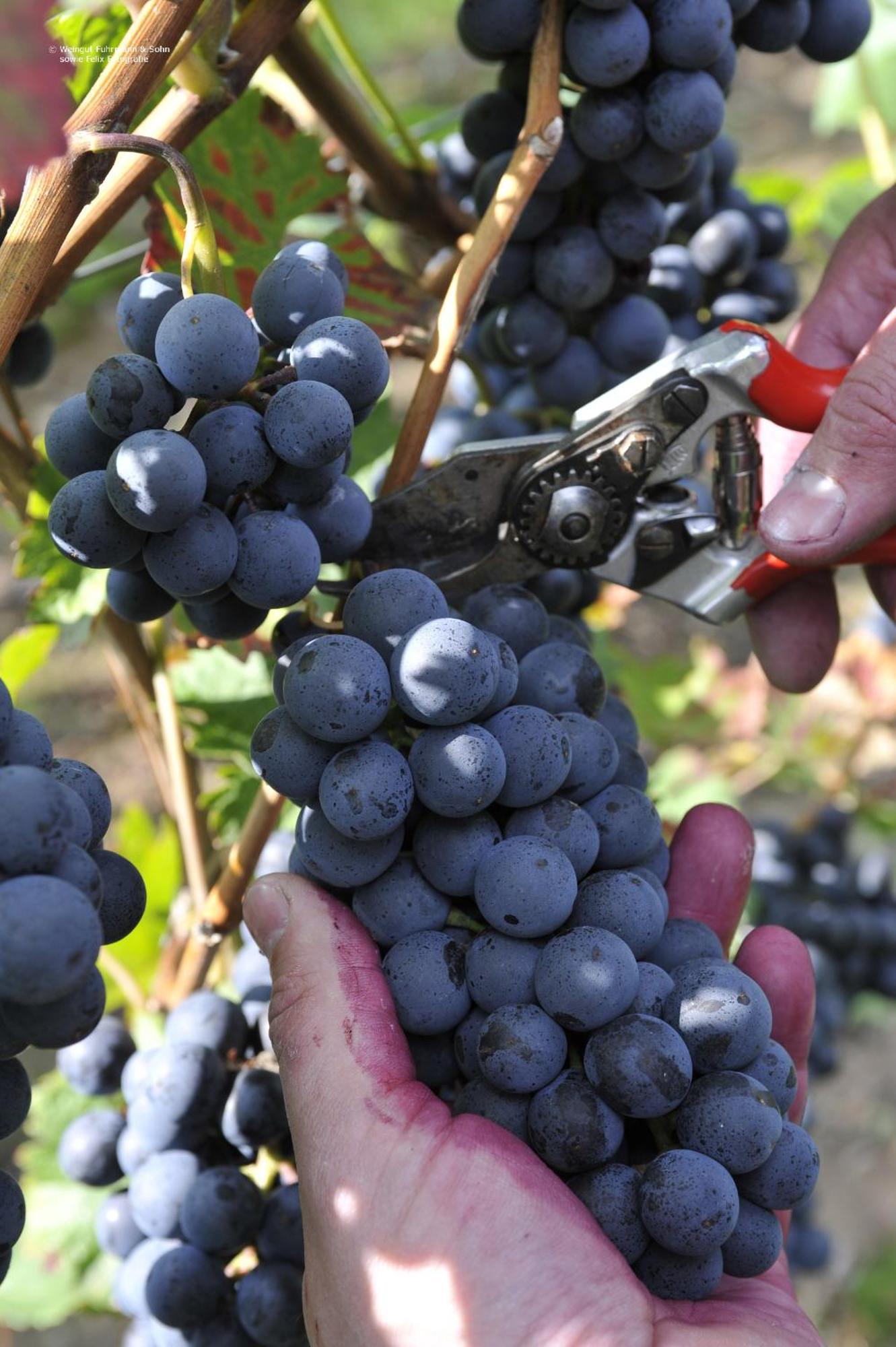 Ferienweingut Arnold Fuhrmann & Sohn Hotel Ellenz-Poltersdorf Eksteriør billede